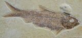 Beautiful Inch Knightia Fossil Fish #782-1